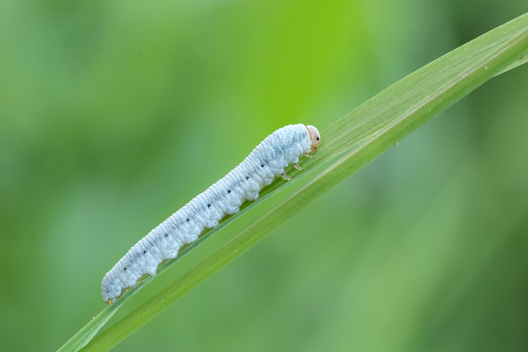 Bruco azzurro: larva di Tenthredinidae sp.